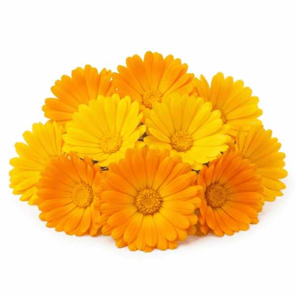 CALENDULA
