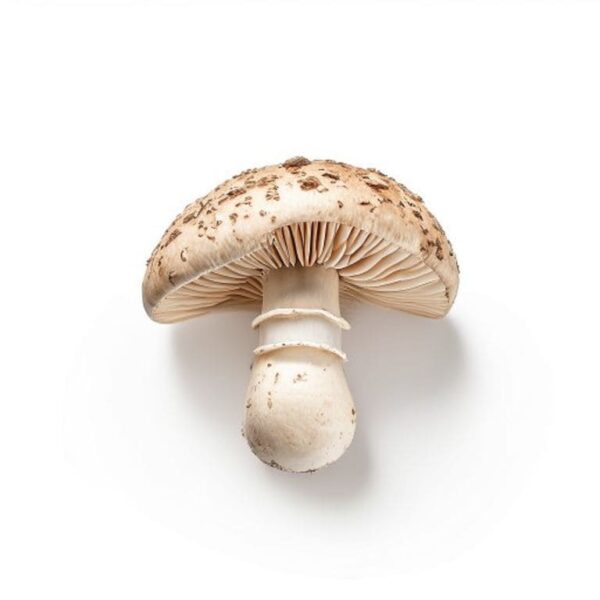 CHAMPIÑON