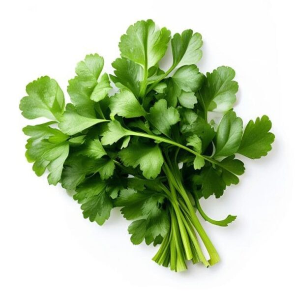 CILANTRO ATADO