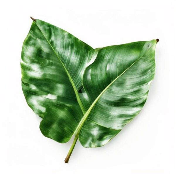 HOJA DE BIJAO
