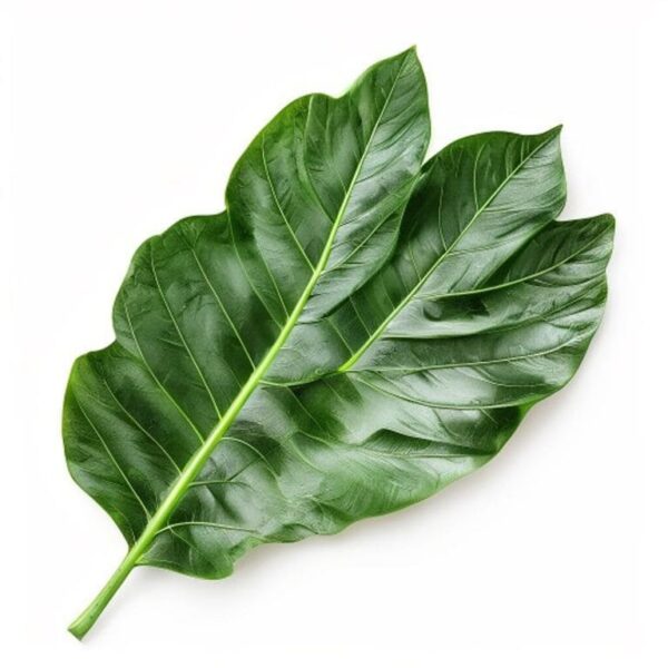 HOJA DE PLATANO