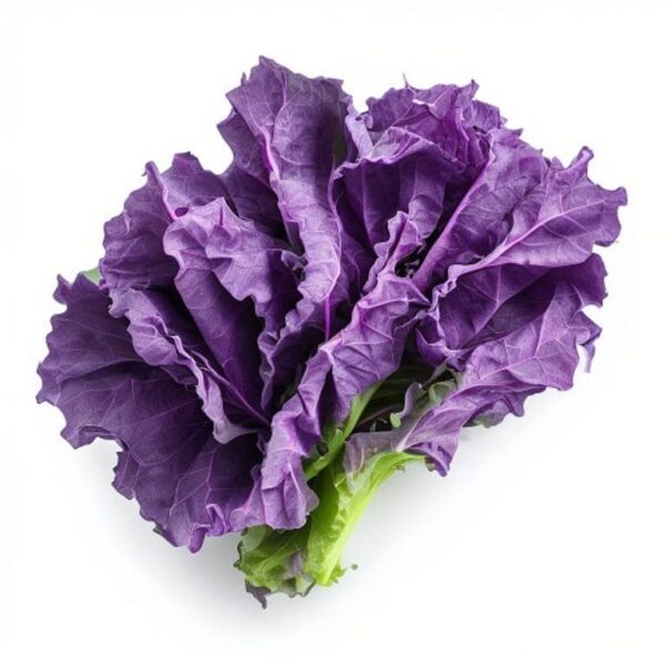 LECHUGA CRESPA MORADA