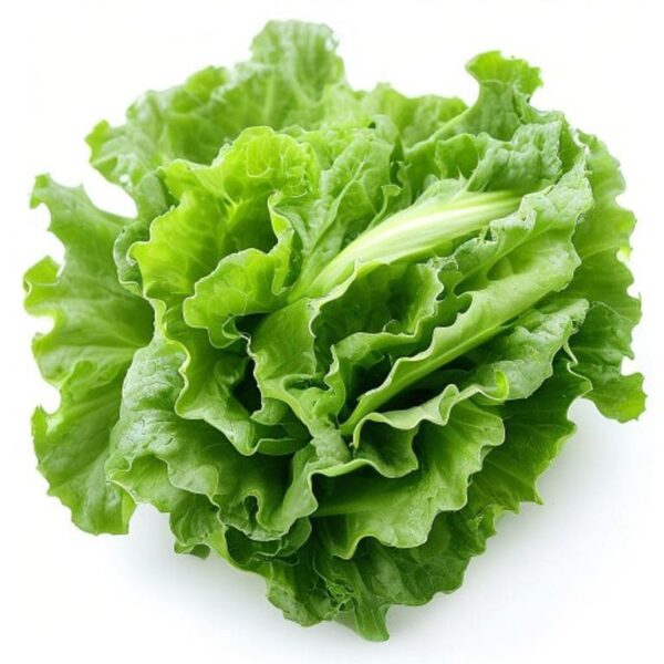 LECHUGA CRESPA VERDE