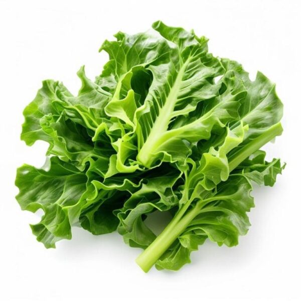 LECHUGA ROMANA