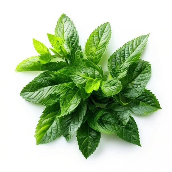 MENTA
