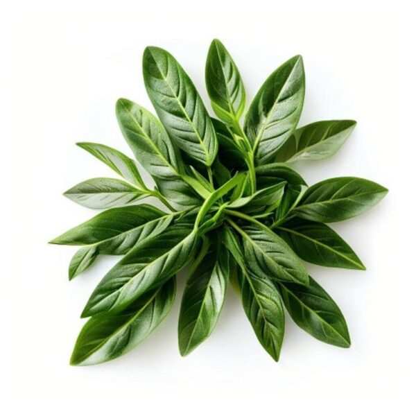 OREGANO