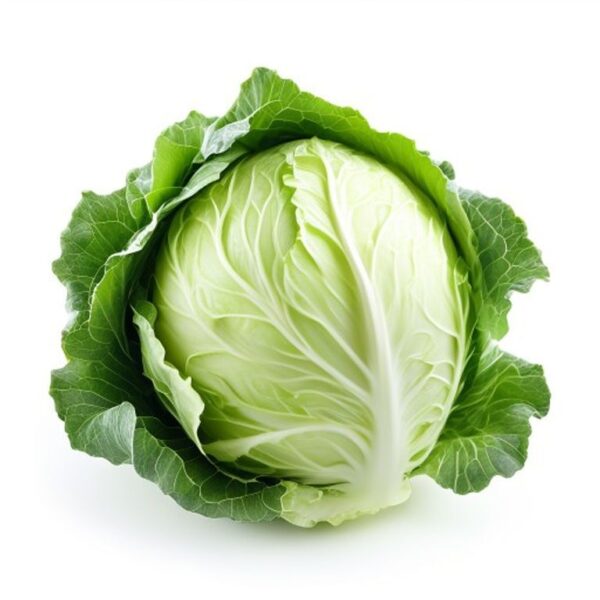 REPOLLO BLANCO