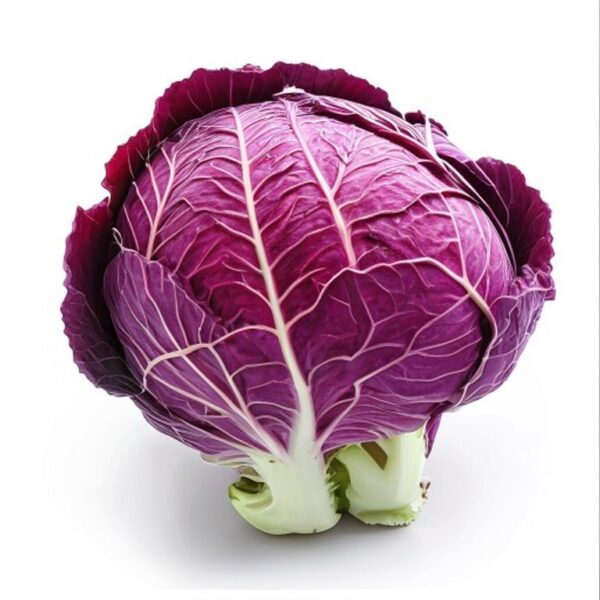 REPOLLO MORADO