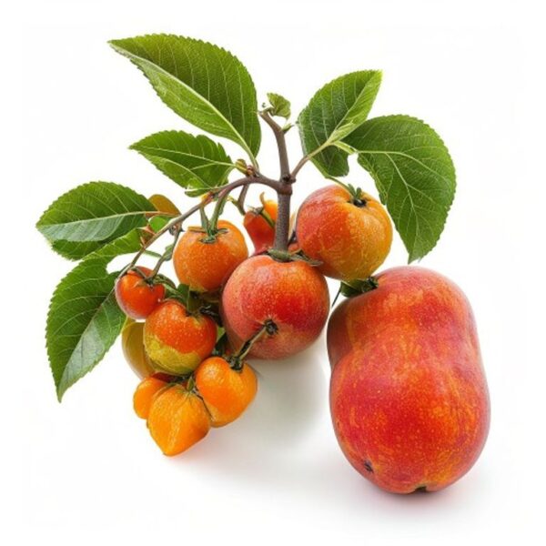 TOMATE DE ARBOL